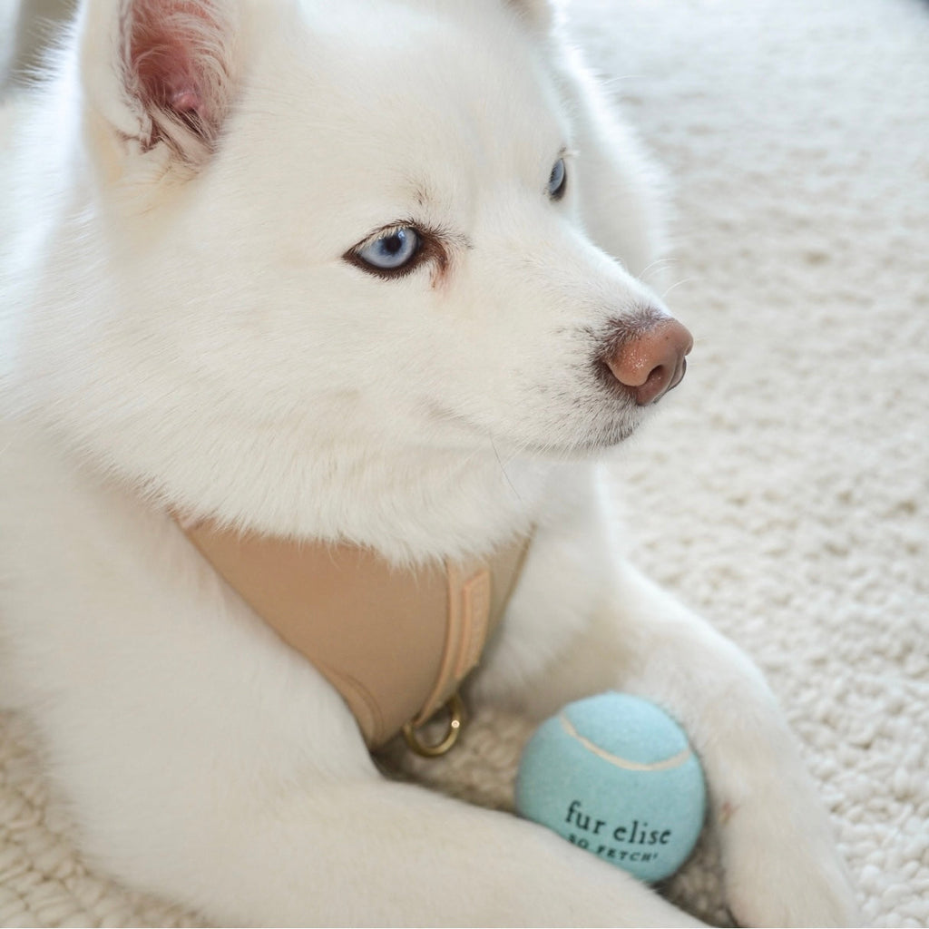 Fur Elise So Fetch! Tennis Ball - Cloud