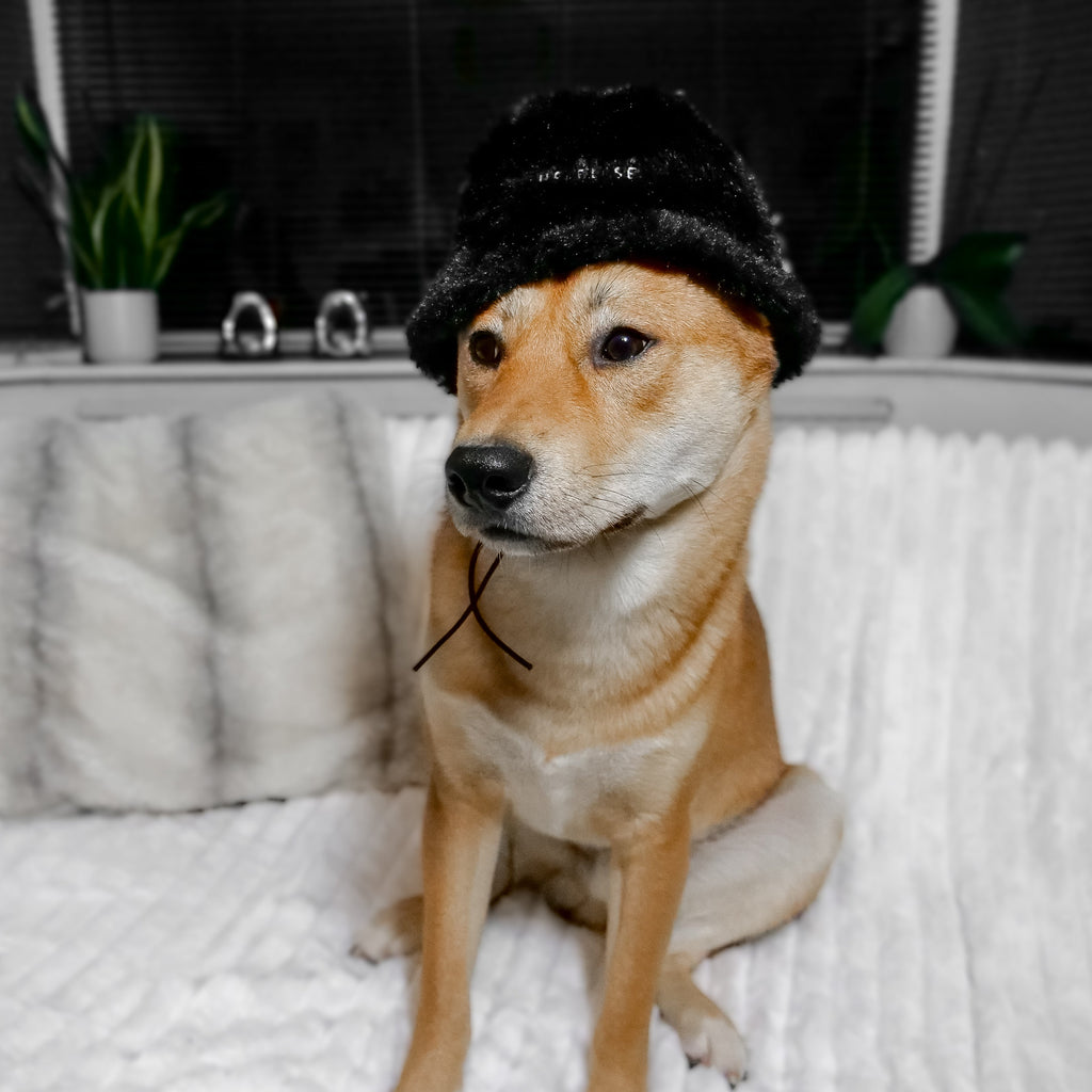 Fur Elise Furi Pet Hat - Noir