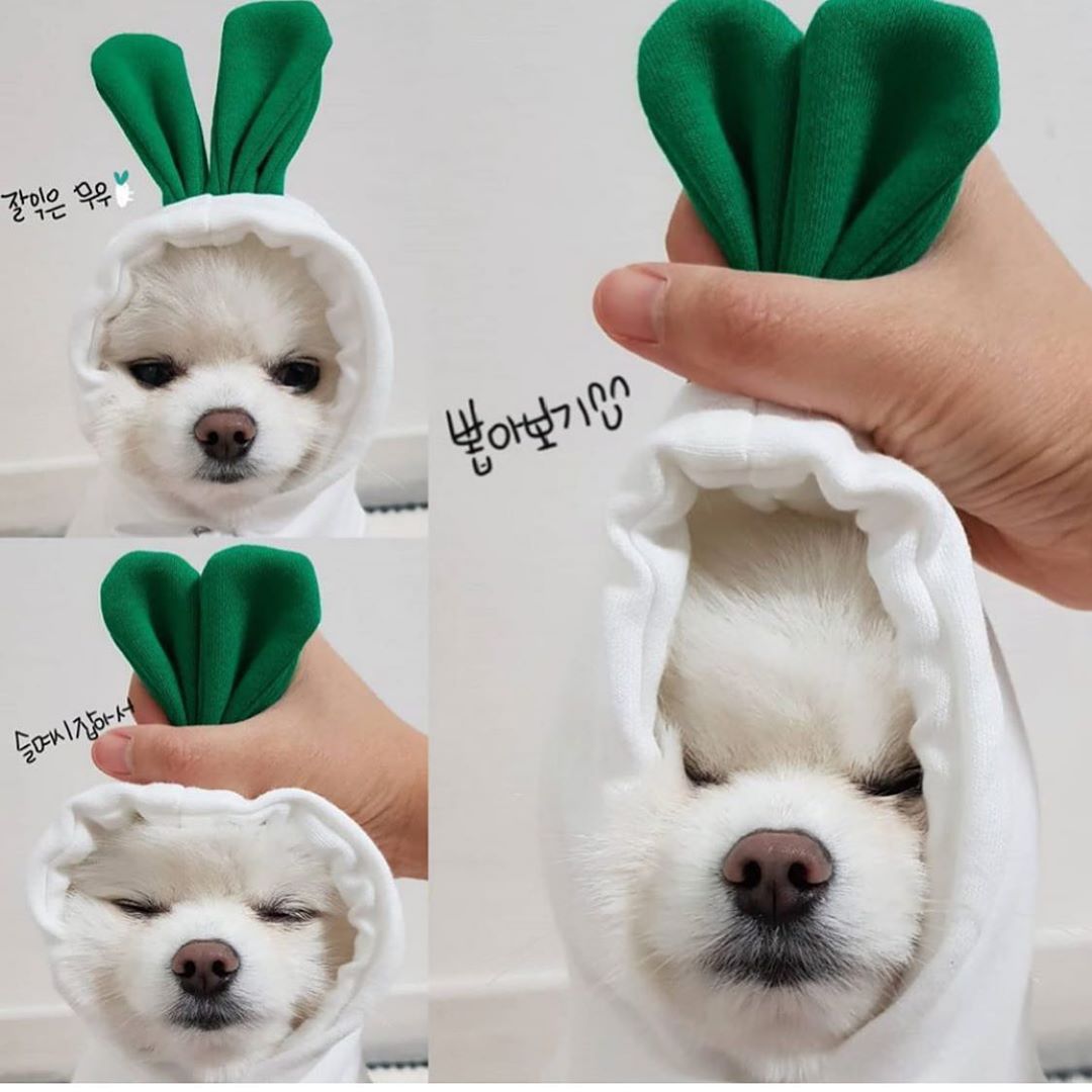 Cute Fruit Dog Clothes For Small Dogs Hoodies Winter Warm Fleece Pet Clothing Puppy Cat Costume Coat For French Chihuahua Outfit 4 Style