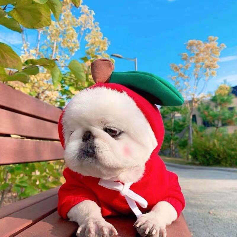 Cute Fruit Dog Clothes For Small Dogs Hoodies Winter Warm Fleece Pet Clothing Puppy Cat Costume Coat For French Chihuahua Outfit 1 Style