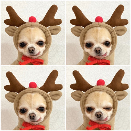 Cute Fruit Dog Clothes For Small Dogs Hoodies Winter Warm Fleece Pet Clothing Puppy Cat Costume Coat For French Chihuahua Outfit 6 Style