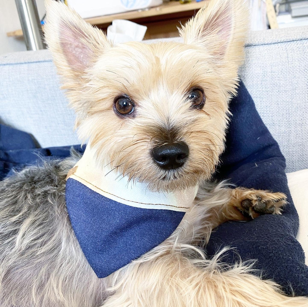 Aspen' Reversible Pet Bandana