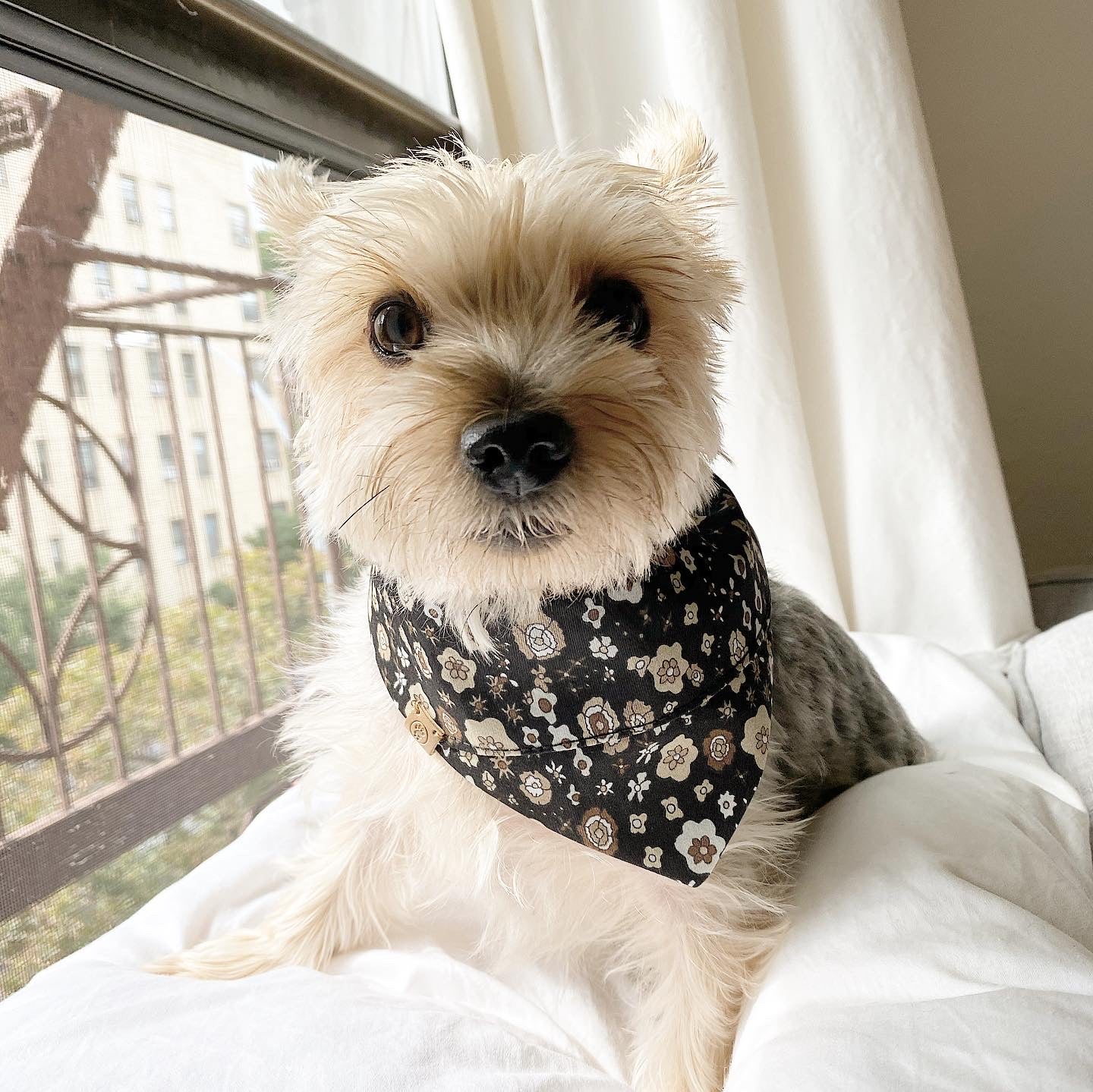 Avery' Reversible Pet Bandana
