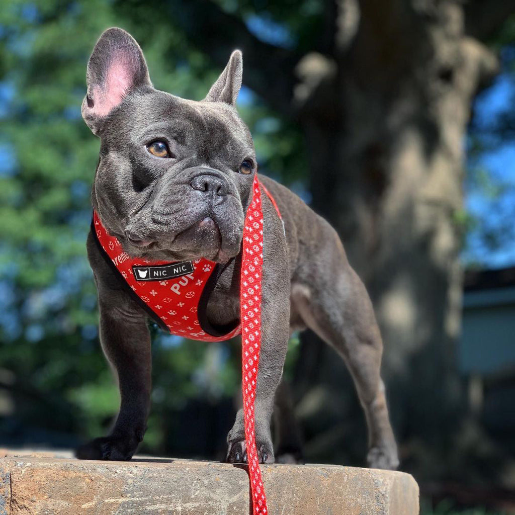 Breathable Mesh Dog Chest Harness & Leash – Red Letter Style | S–XL
