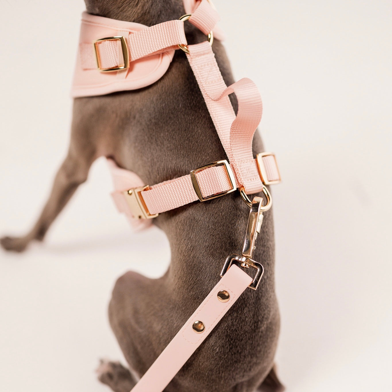 Fur Elise Harness & Leash Set - Rose