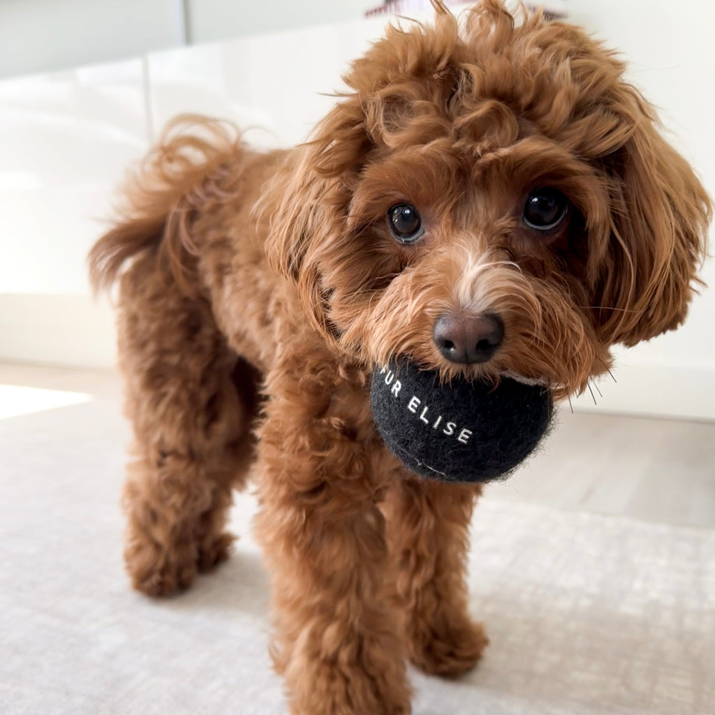 Fur Elise Classic Tennis Ball Set of 5 - Noir