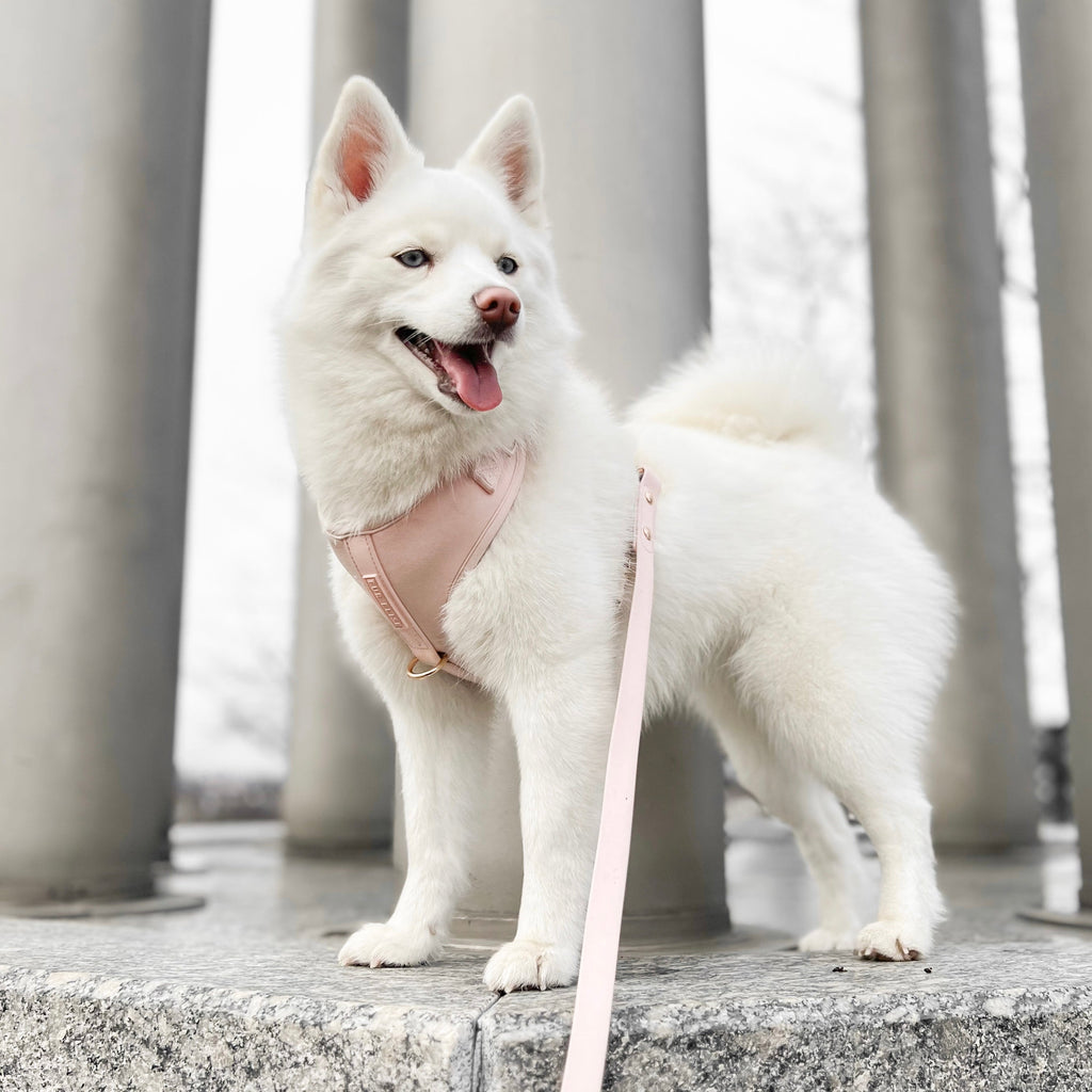 Fur Elise Harness & Leash Set - Rose