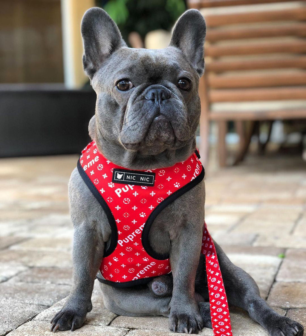 Breathable Mesh Dog Chest Harness & Leash – Red Letter Style | S–XL
