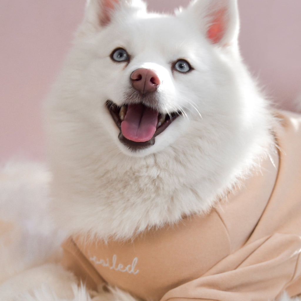 Fur Elise Spoiled Mock Neck Shirt — Miss U a Latte