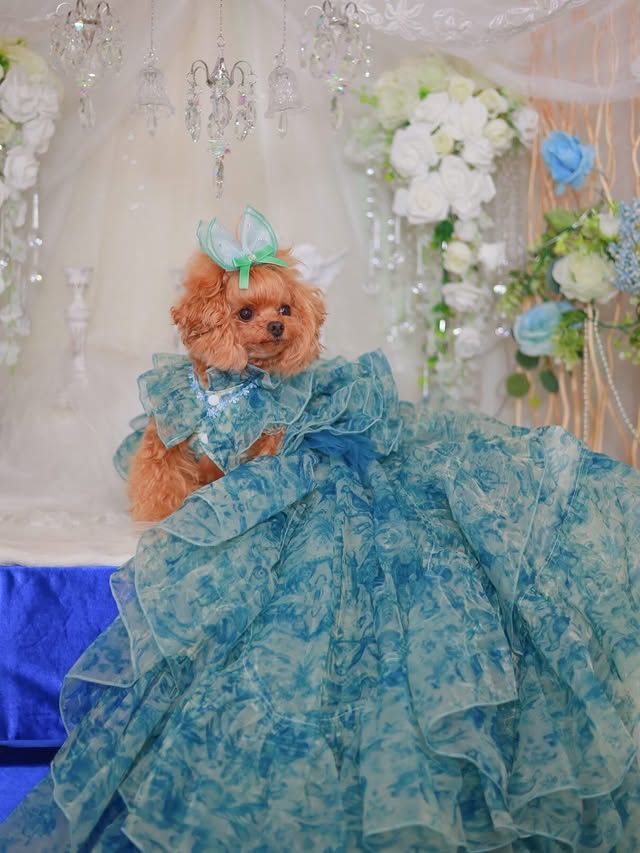 Blue Floral Pet Wedding Dress with Detachable Train