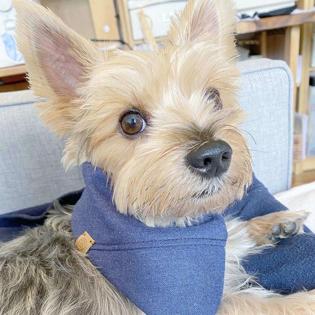 Aiden' Reversible Pet Bandana