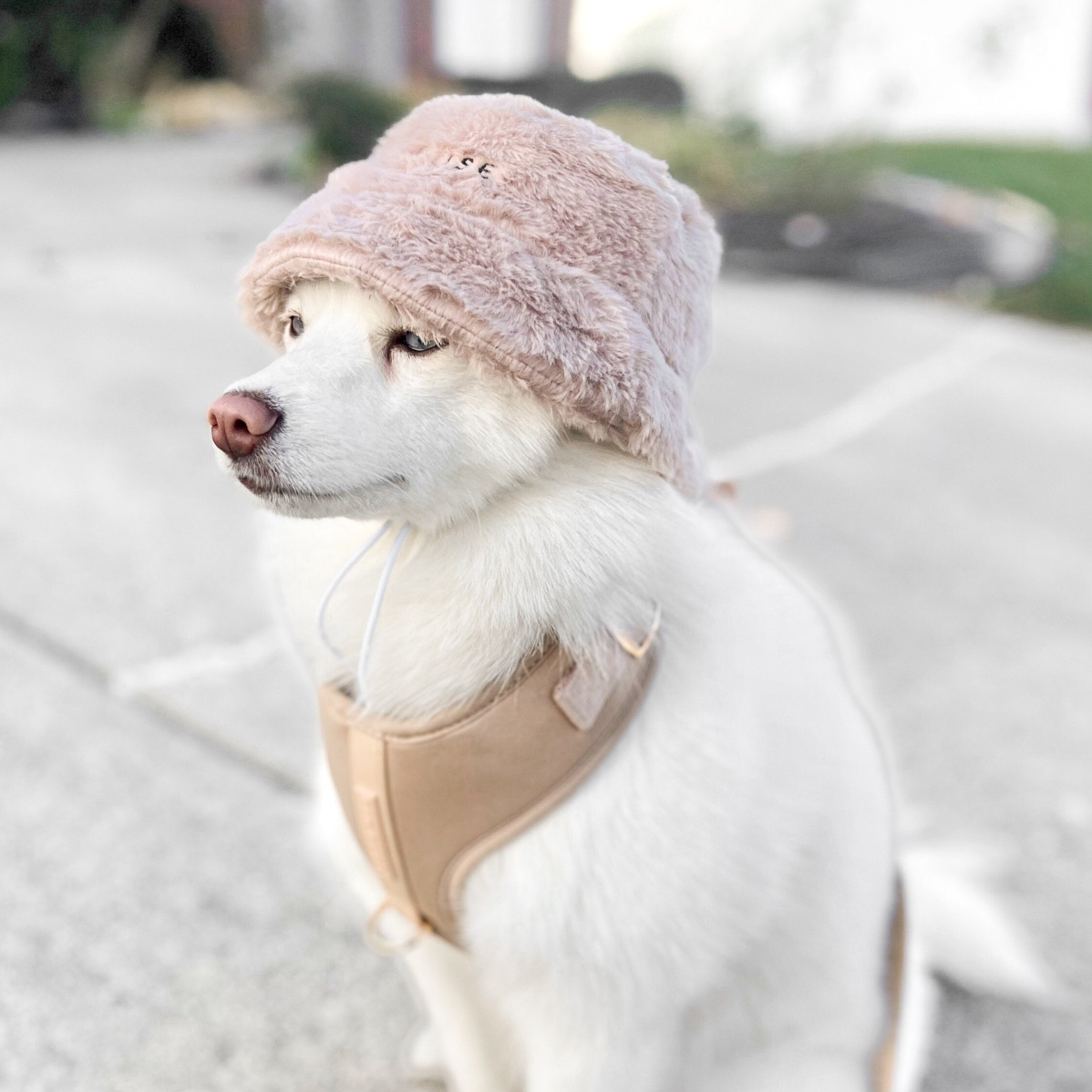Fur Elise Furi Pet Hat - Sand
