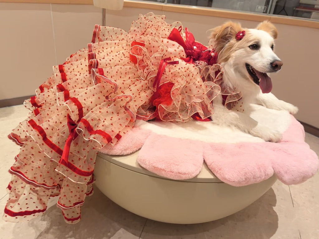 Luxury Red Ivory Pet Wedding Gown with Long Train