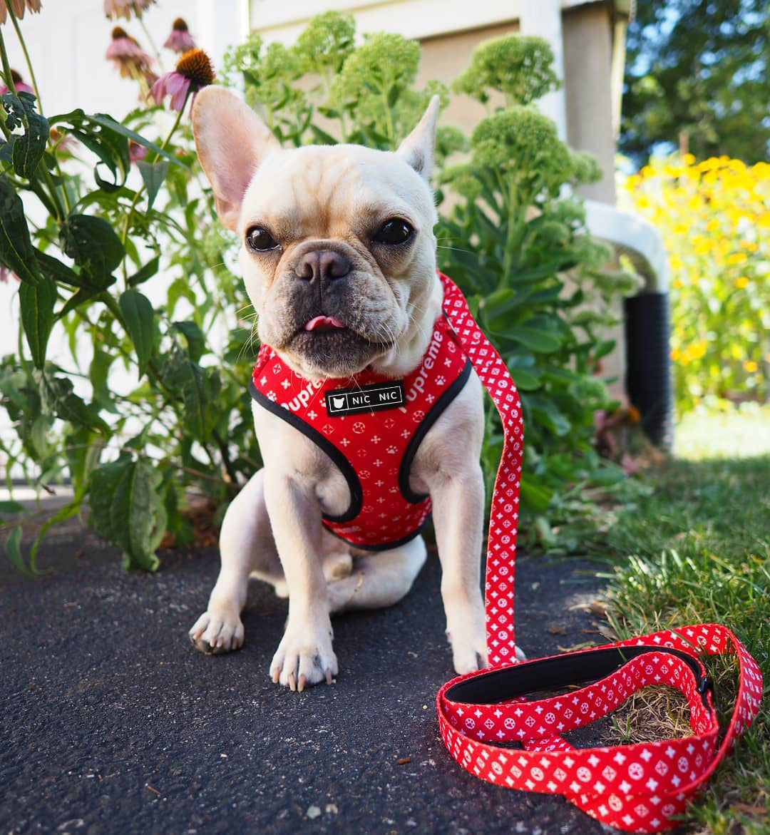 Breathable Mesh Dog Chest Harness & Leash – Red Letter Style | S–XL