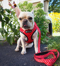 Breathable Mesh Dog Chest Harness & Leash – Red Letter Style | S–XL Red letter chest and traction