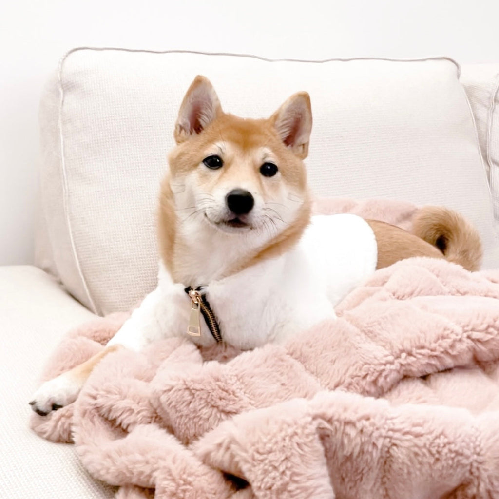Furi Pet Coat — Bone Faux Fur Luxury Dog Jacket