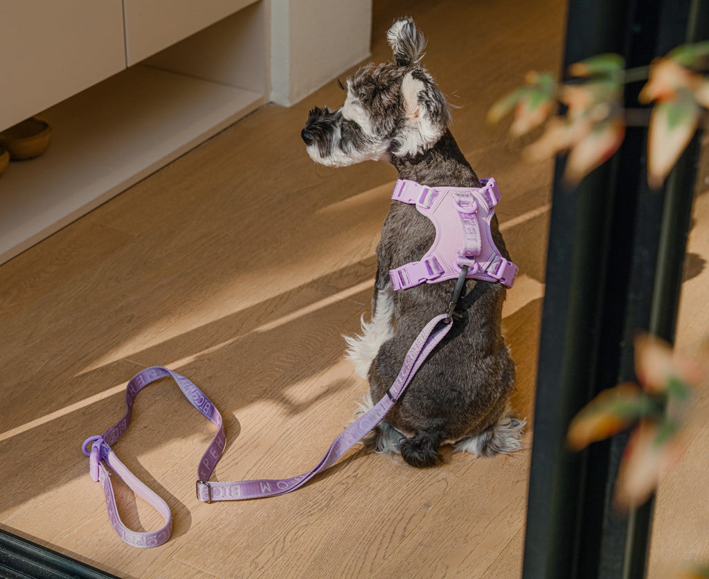 Padded Active Dog Leash – Mint Green | Breathable, Durable & Secure | M & L