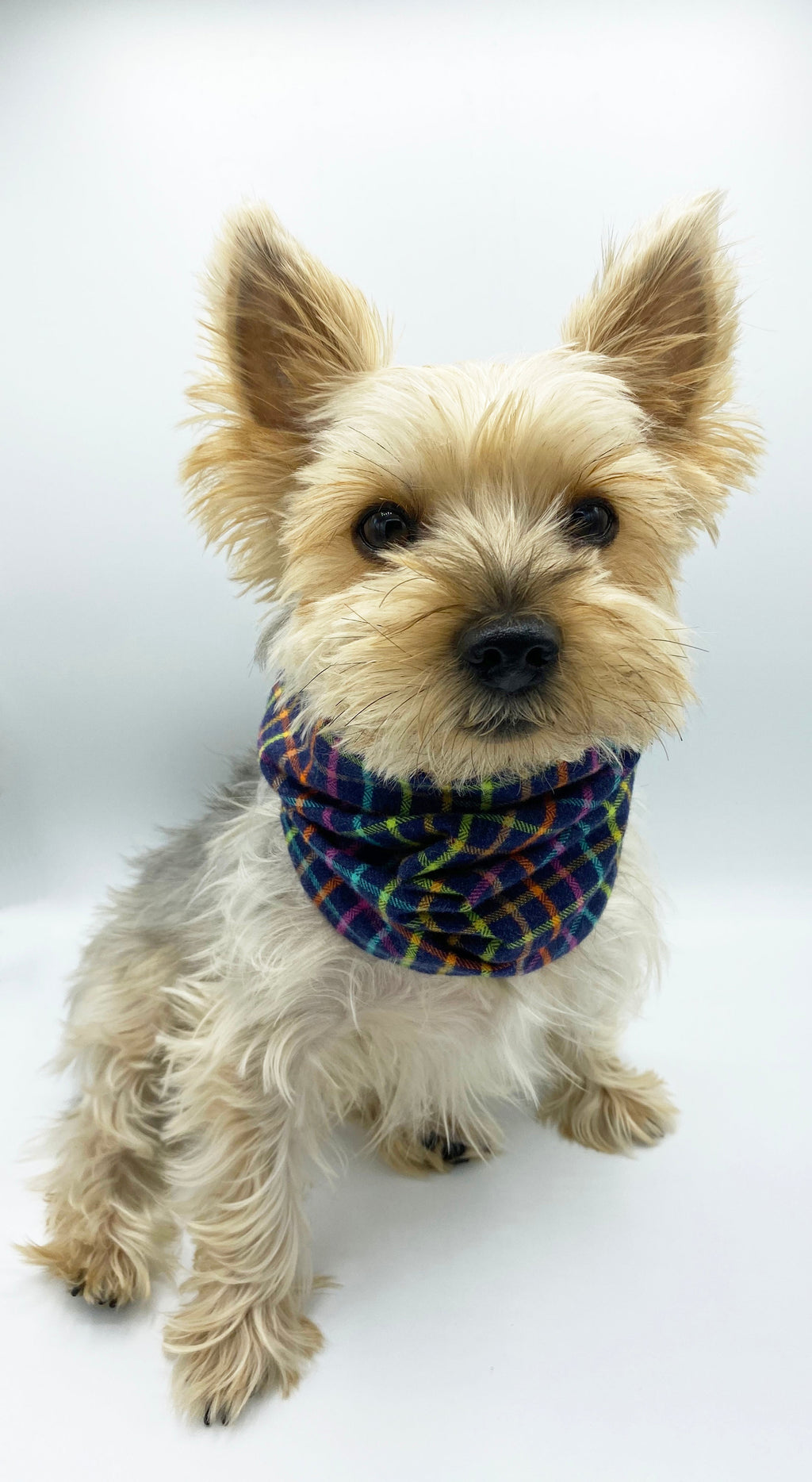 Brett' Reversible Pet Snood