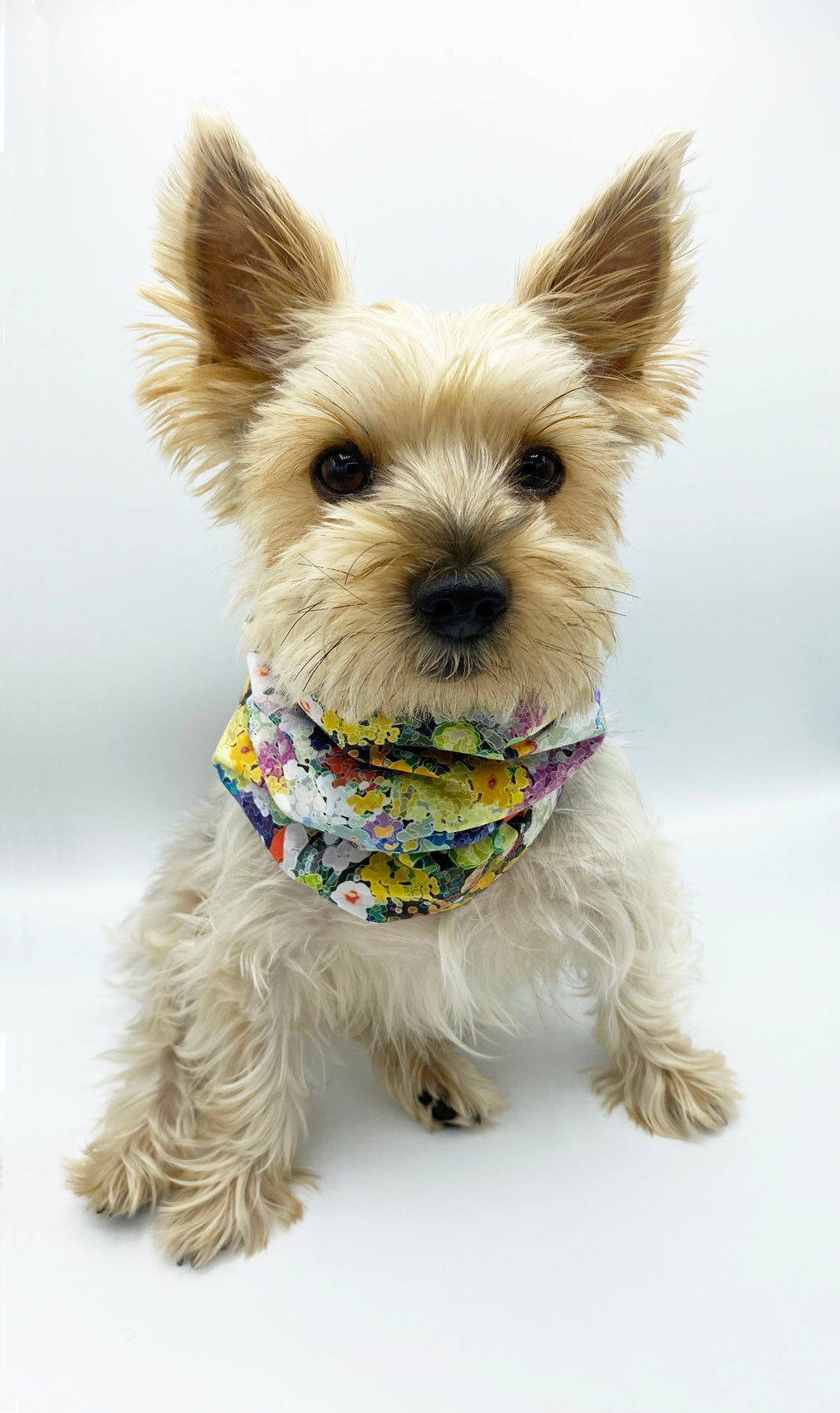 Brett' Reversible Pet Snood