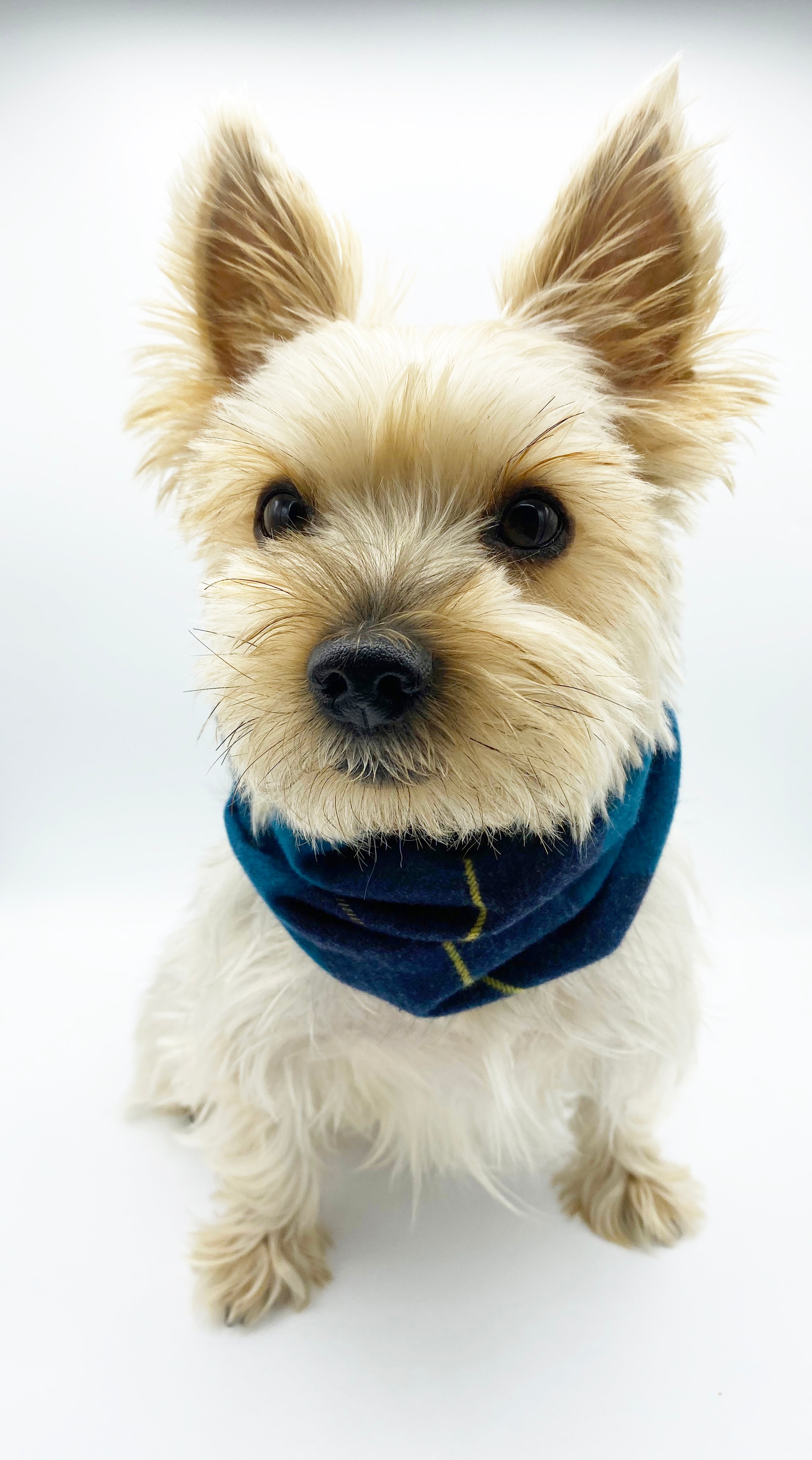 Blair' Reversible Pet Snood