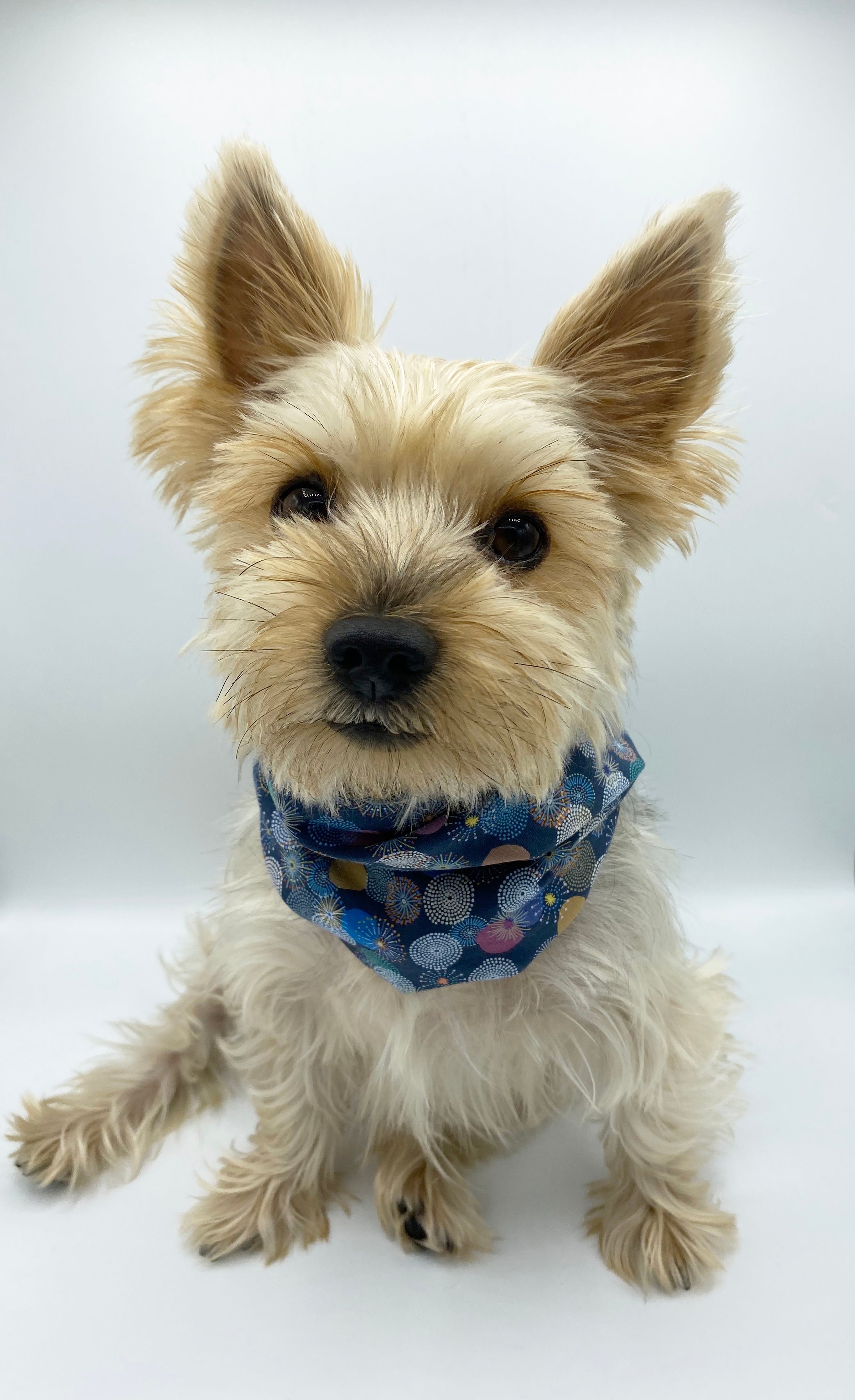 Blair' Reversible Pet Snood