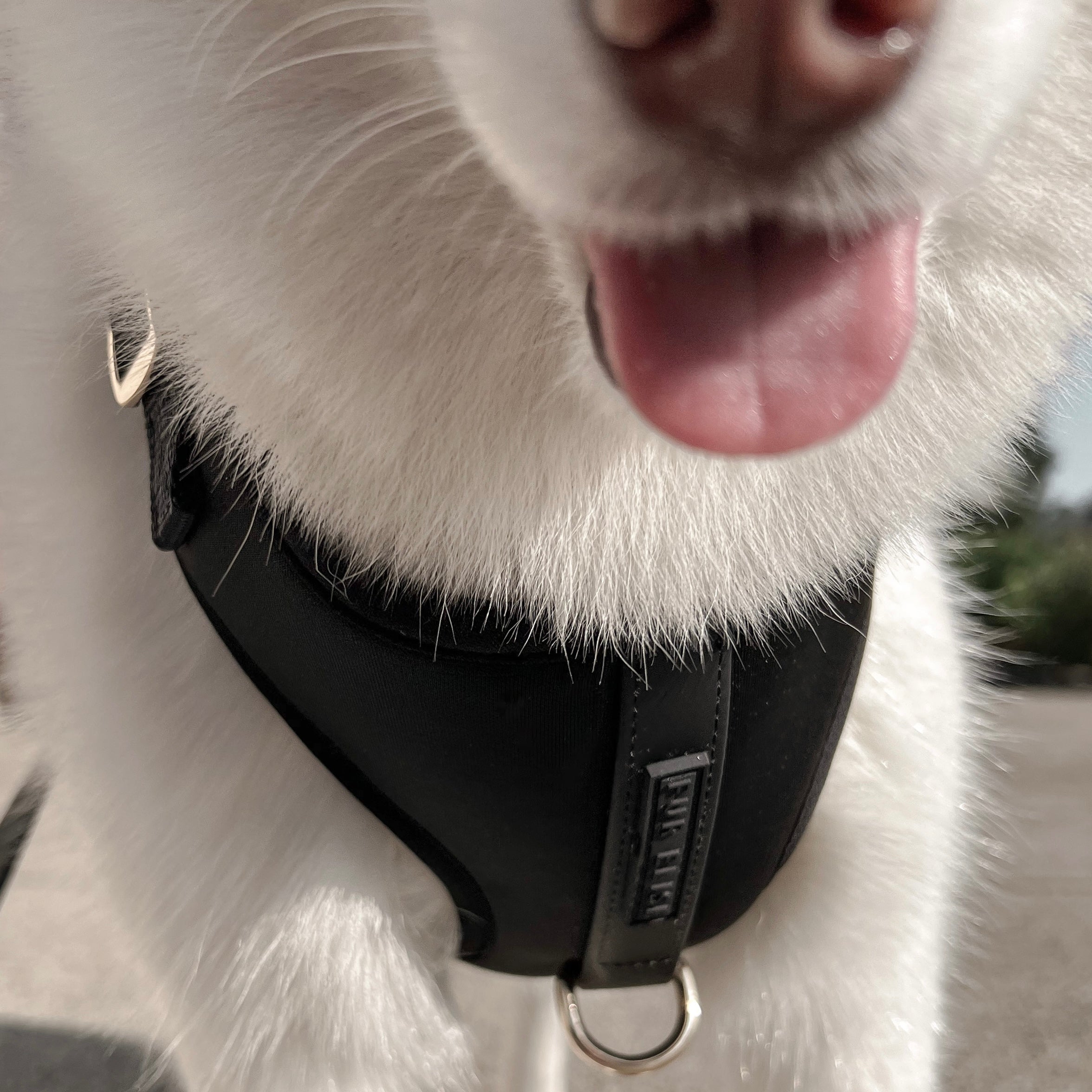 Fur Elise Harness - Noir