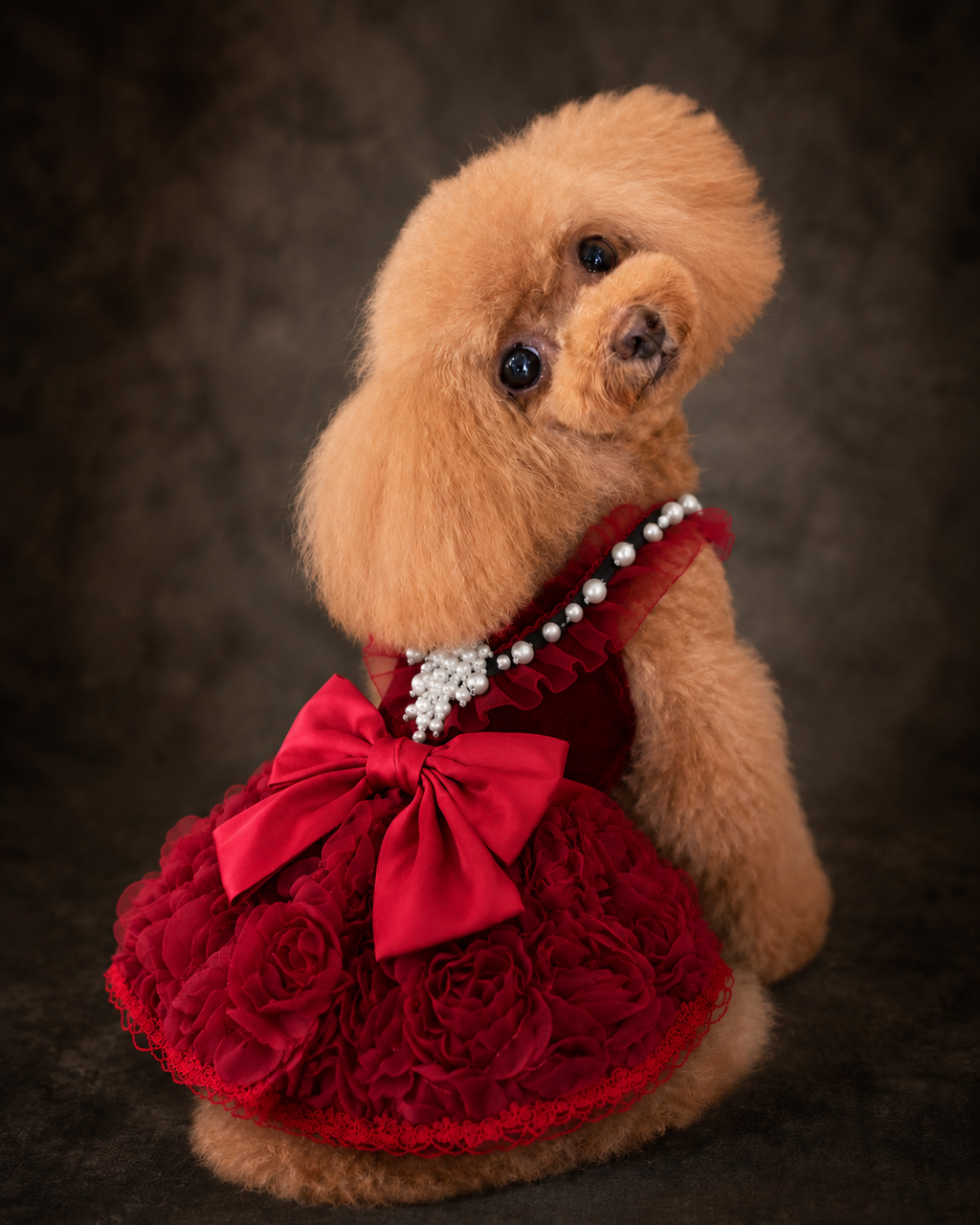Ruby Rosette Velvet Pet Dress