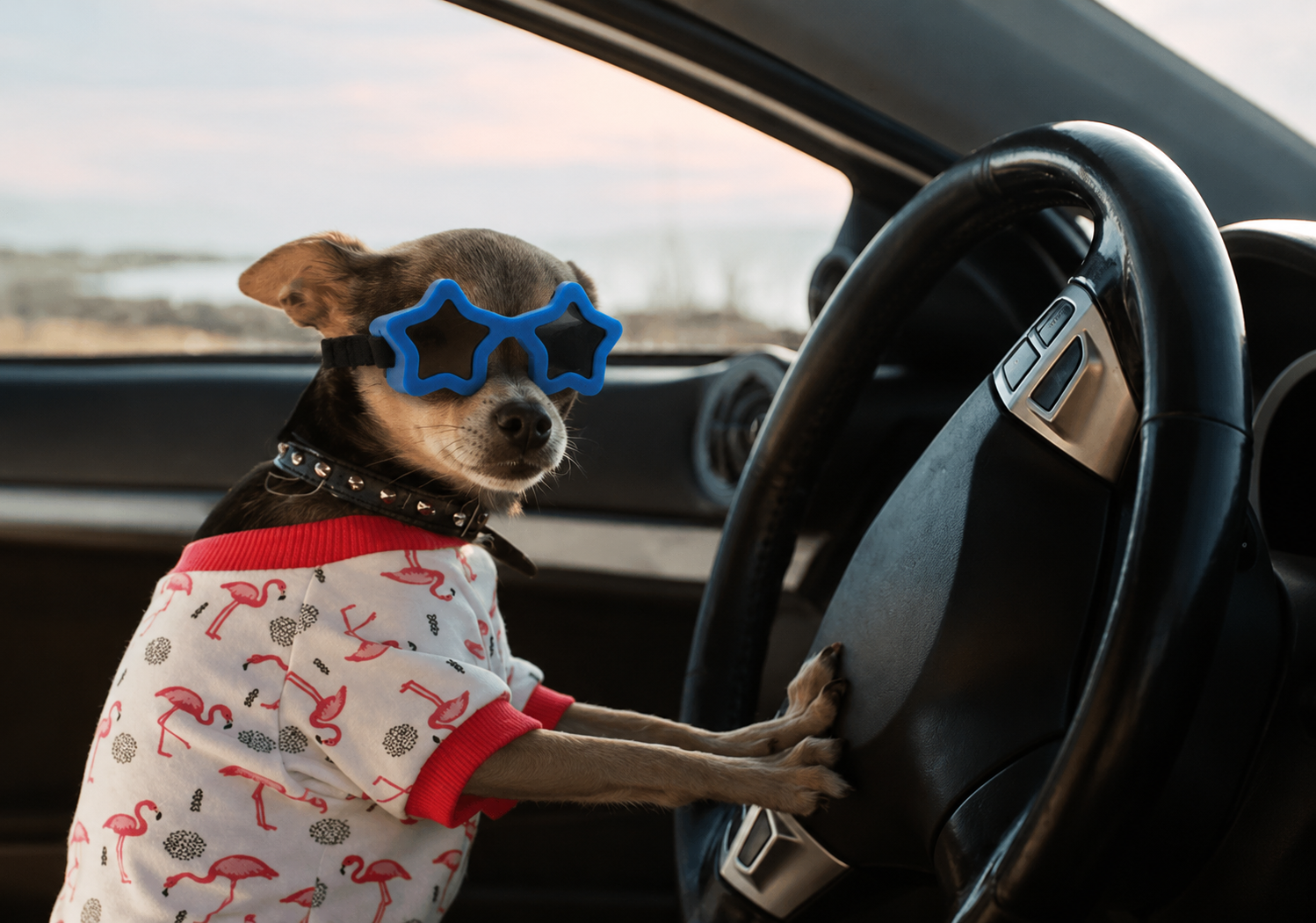 Star Shaped Pet Sunglasses Adjustable Dog Goggles Cute Fashion Glasses for Small Dogs Cats UV Protection