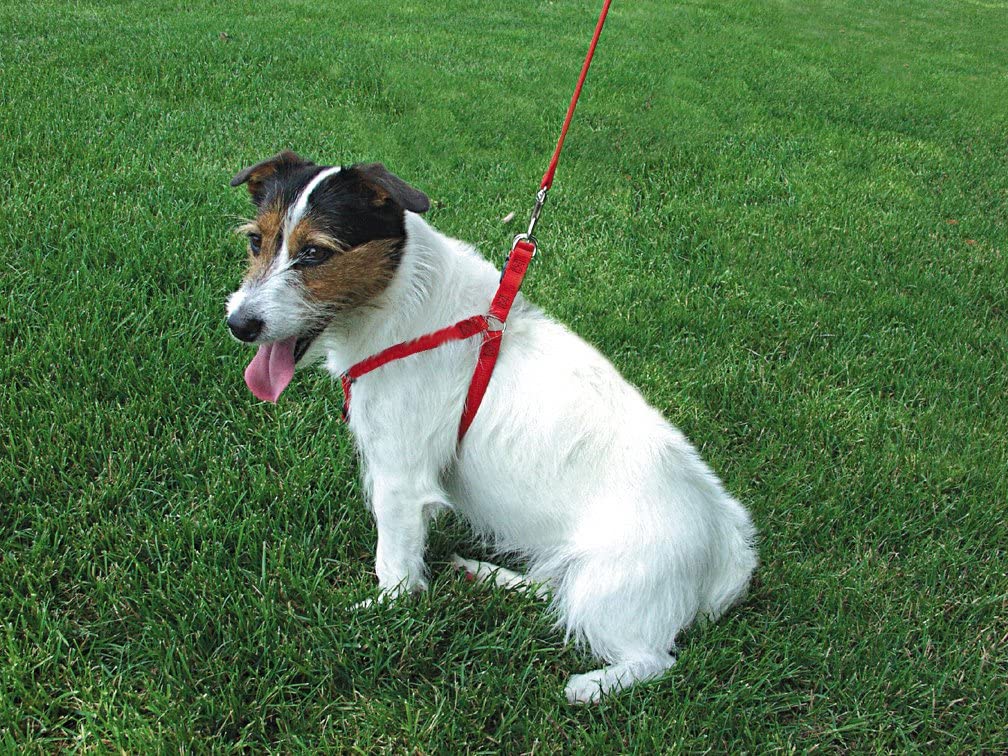 Coastal Comfort Wrap Red Adj Nylon Harness