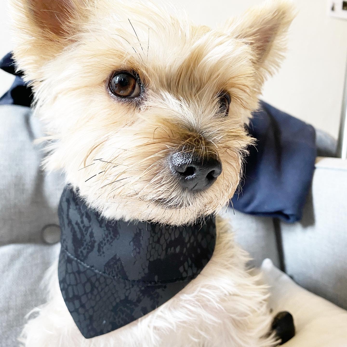 Andy' Reversible Pet Bandana
