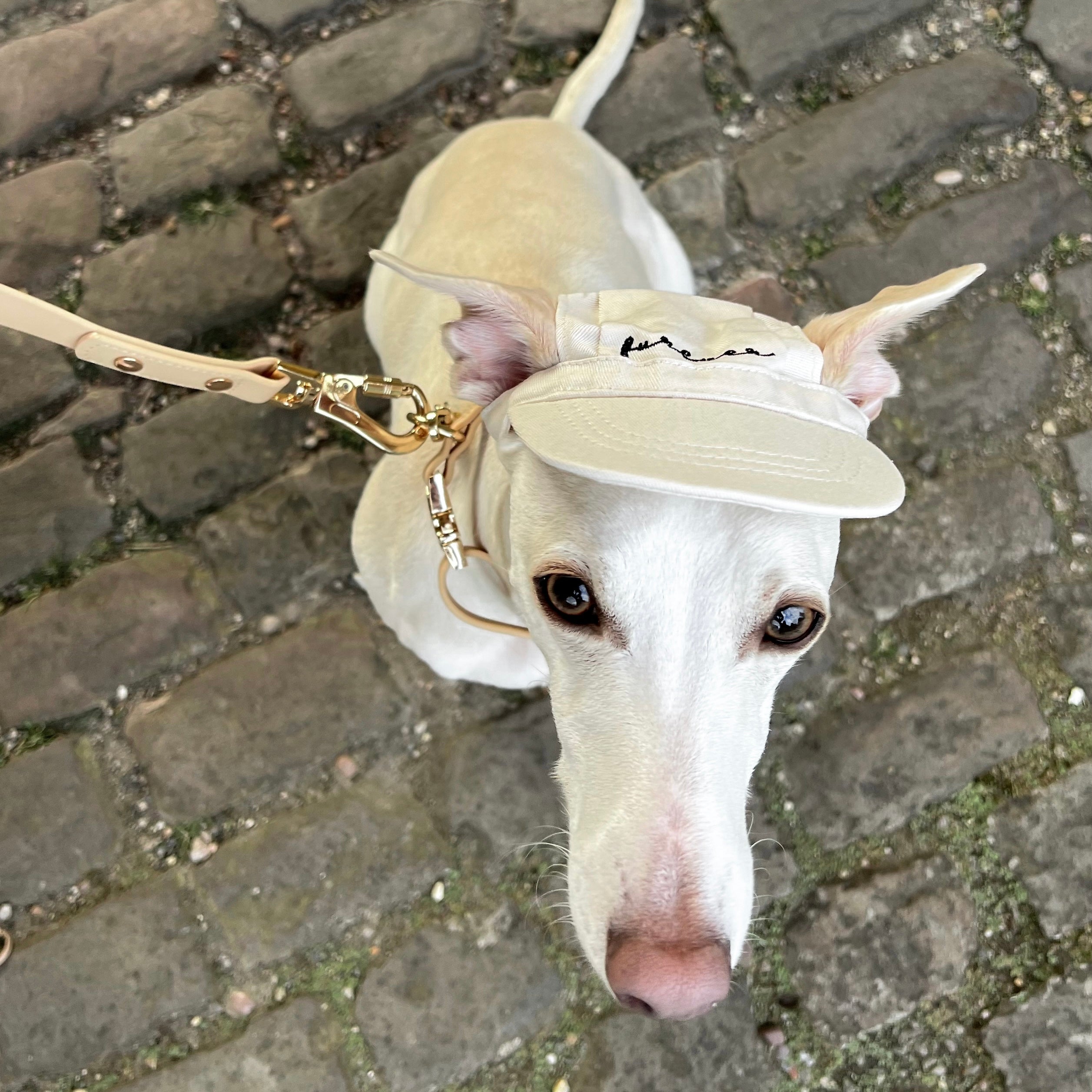 Fur Elise Furever Pet Hat
