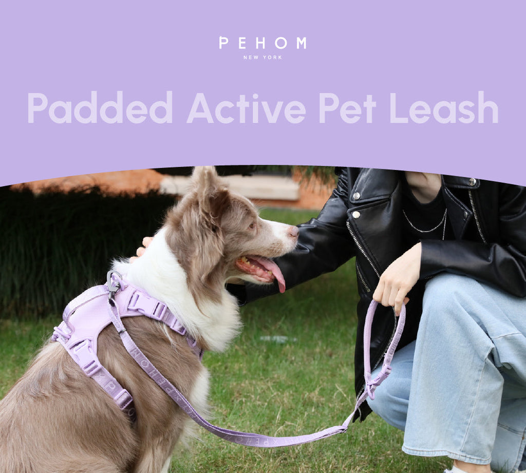 Padded Active Dog Leash – Mint Purple | Breathable, Durable & Secure | M & L