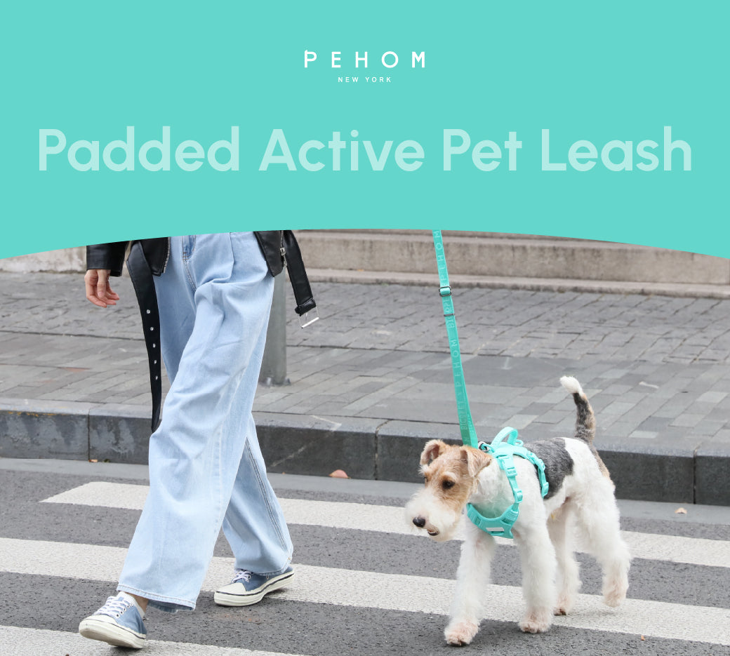 Padded Active Dog Leash – Mint Green | Breathable, Durable & Secure | M & L