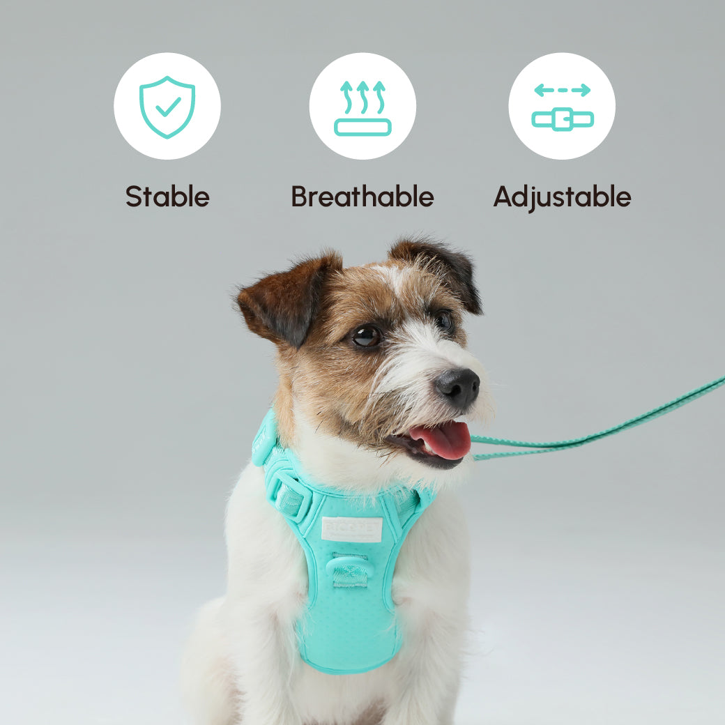 Padded Active Dog Leash – Mint Green | Breathable, Durable & Secure | M & L