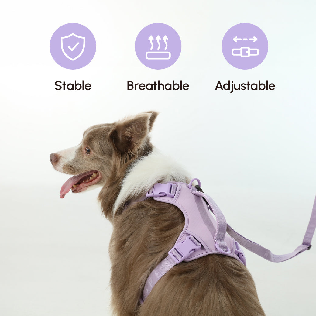 Padded Active Dog Leash – Mint Purple | Breathable, Durable & Secure | M & L