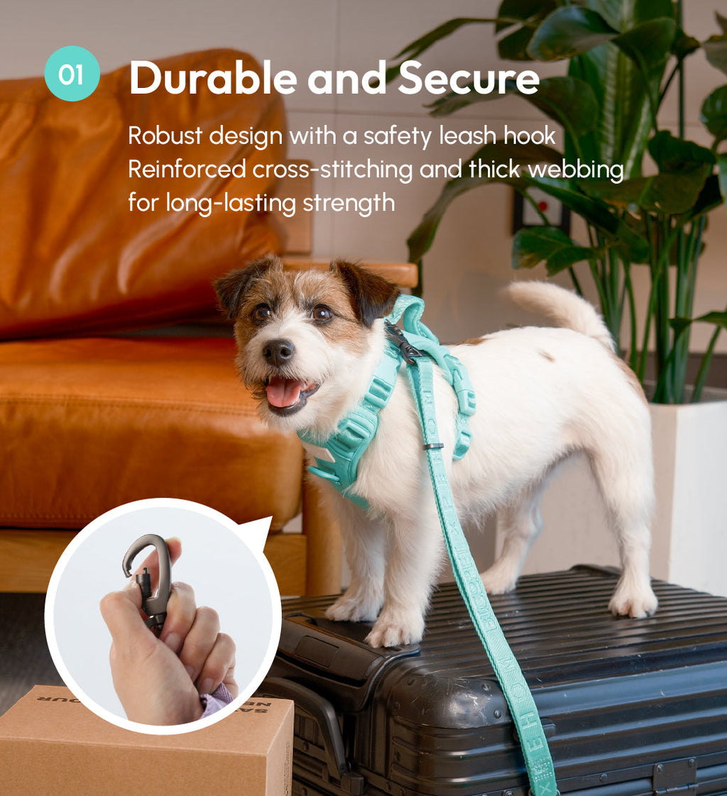 Padded Active Dog Leash – Mint Green | Breathable, Durable & Secure | M & L