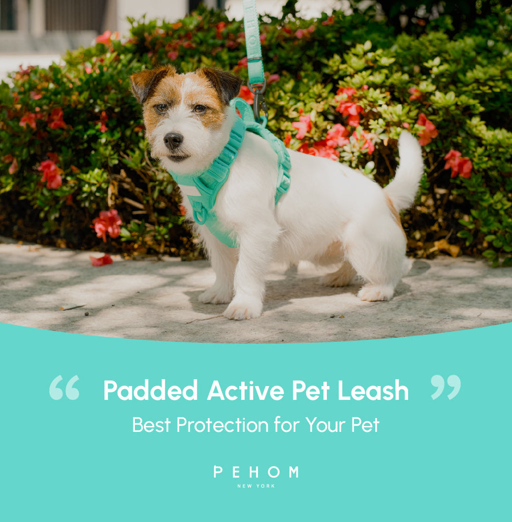 Padded Active Dog Leash – Mint Green | Breathable, Durable & Secure | M & L