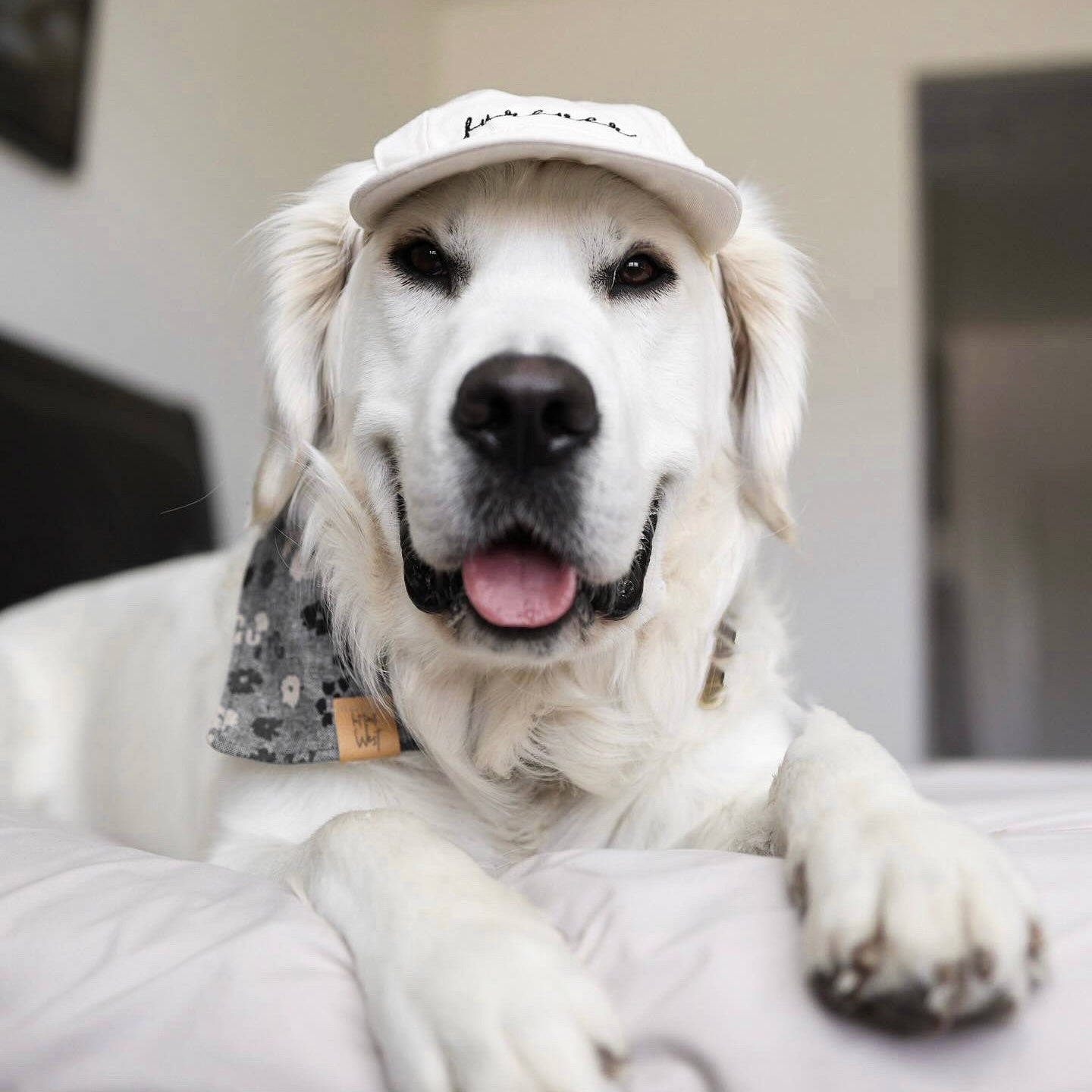 Fur Elise Furever Pet Hat