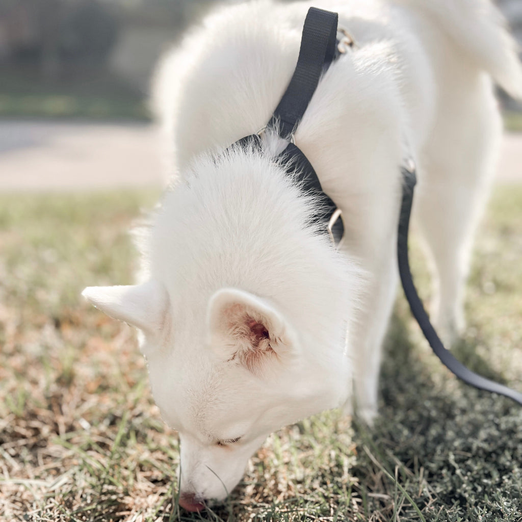 Fur Elise The Ultimate Walk Set - Noir