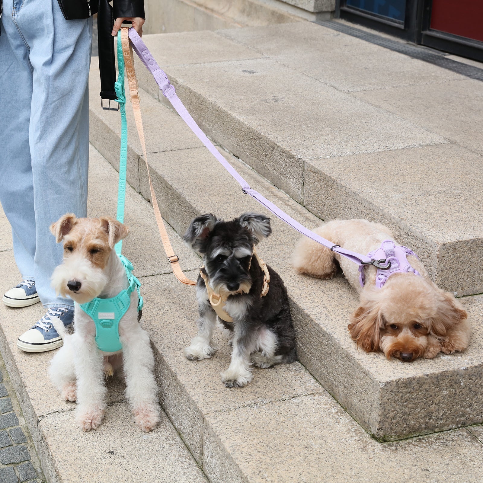 Padded Active Dog Leash – Mint Green | Breathable, Durable & Secure | M & L