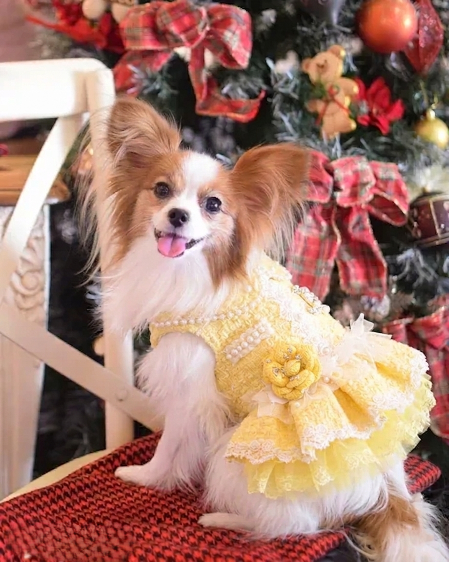 Yellow Tweed Pet Dress with Pearl Collar
