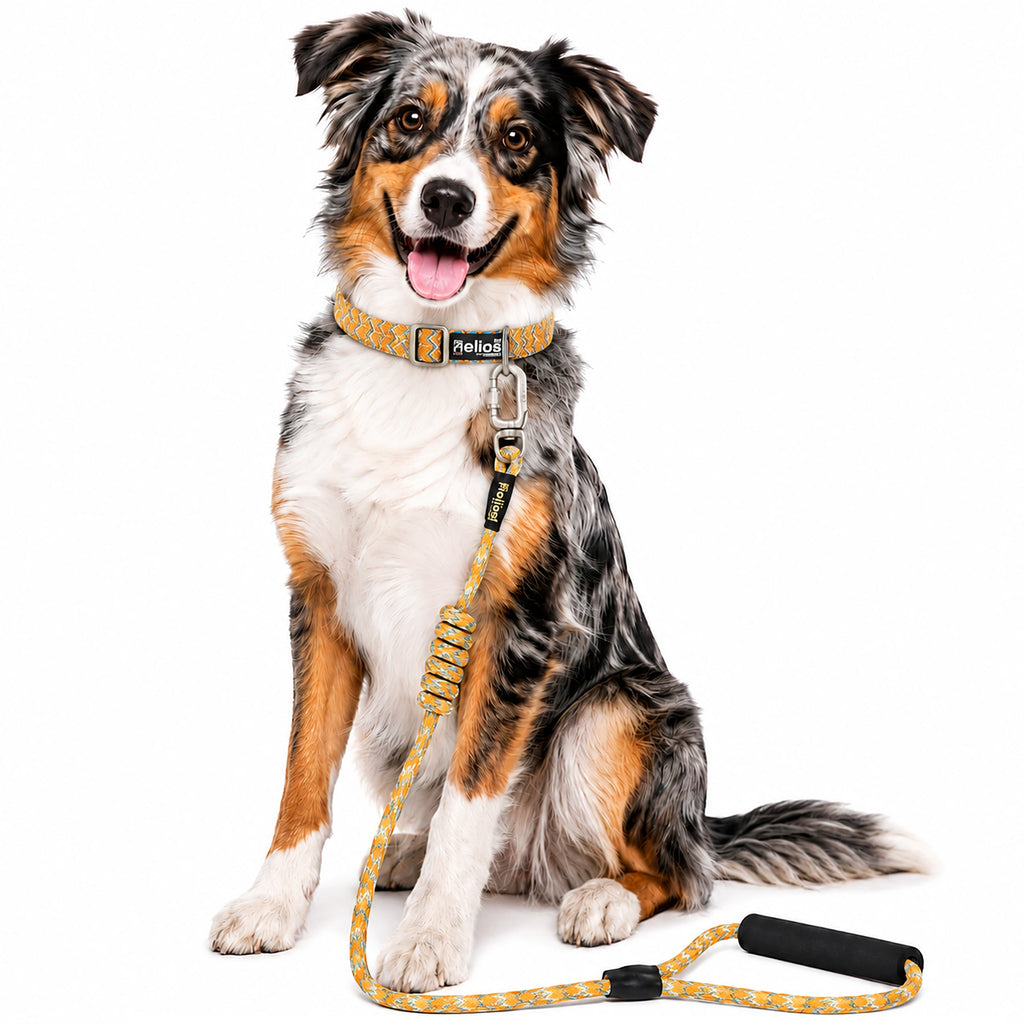 Dog Helios ® 'Dura-Tough' 2-in-1 Reflective Adjustable Fashion Dog Leash and Collar Orange