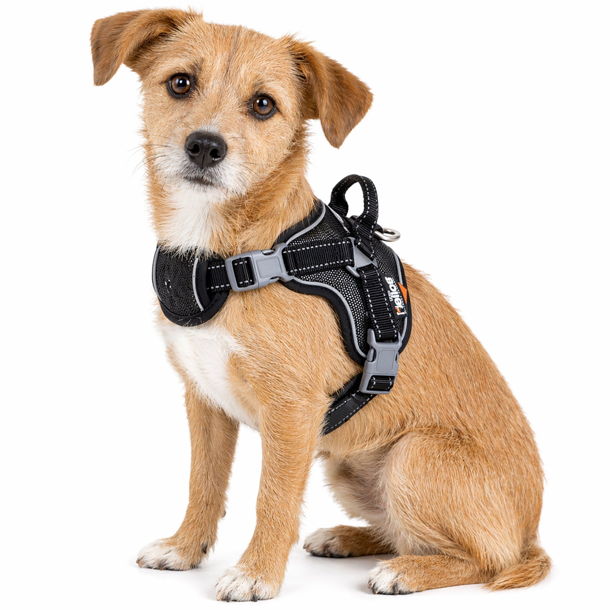 Dog Helios ® 'Scorpion' Sporty High-Performance Free-Range Dog Harness Black