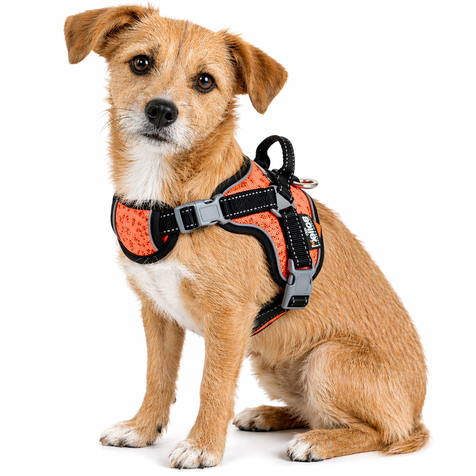 Dog Helios ® 'Scorpion' Sporty High-Performance Free-Range Dog Harness Orange