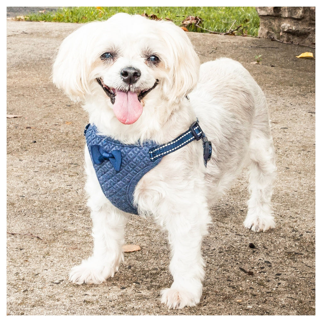 Pet Life ® 'Flam-Bowyant' Mesh Reversed and Adjustable Dog Harness