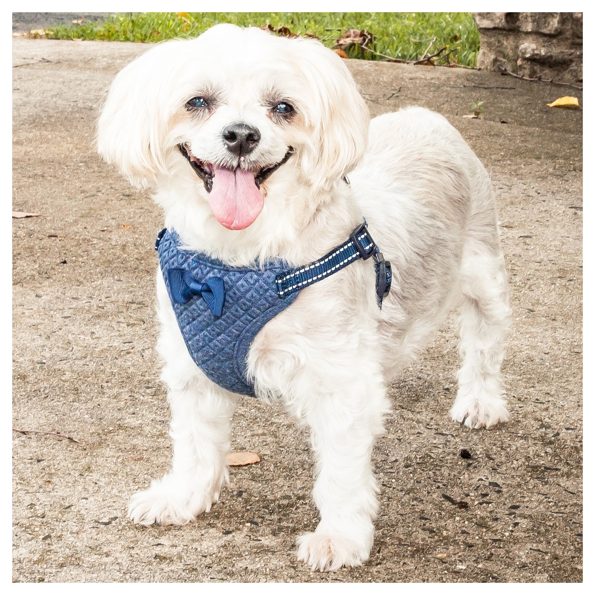Pet Life ® 'Flam-Bowyant' Mesh Reversed and Adjustable Dog Harness