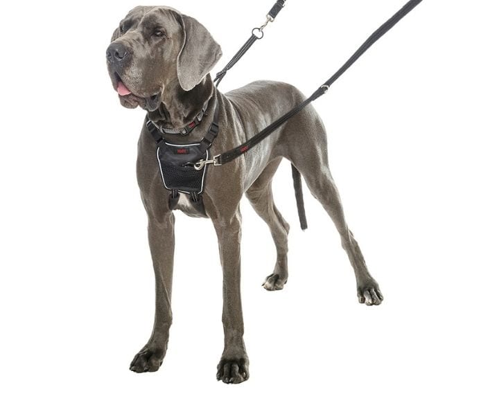 Halti Harness