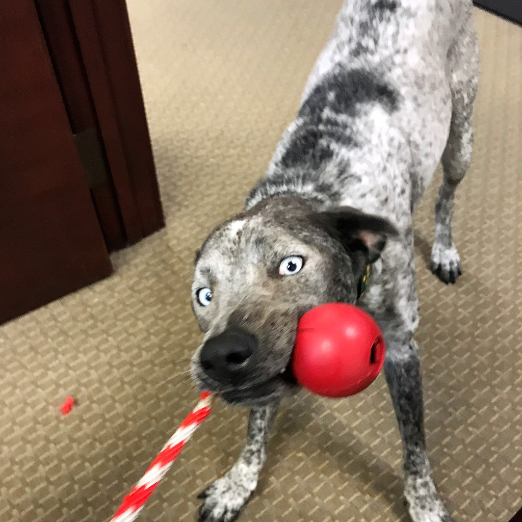 USA-K9 Cherry Bomb Rubber Dog Chew Toy – 4-in-1 K9 Reward & Treat Dispenser | USA Made