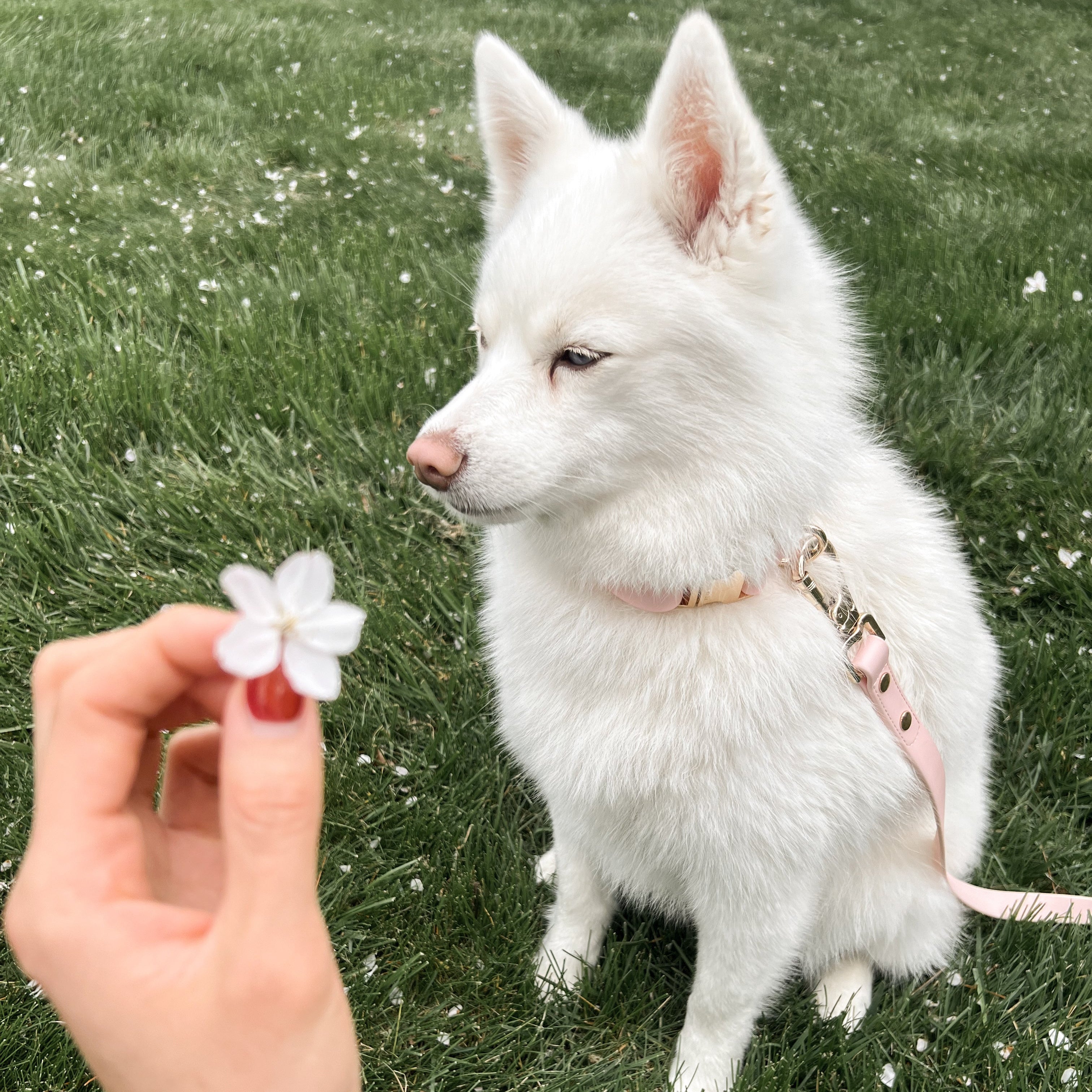 Fur Elise Collar - Rose