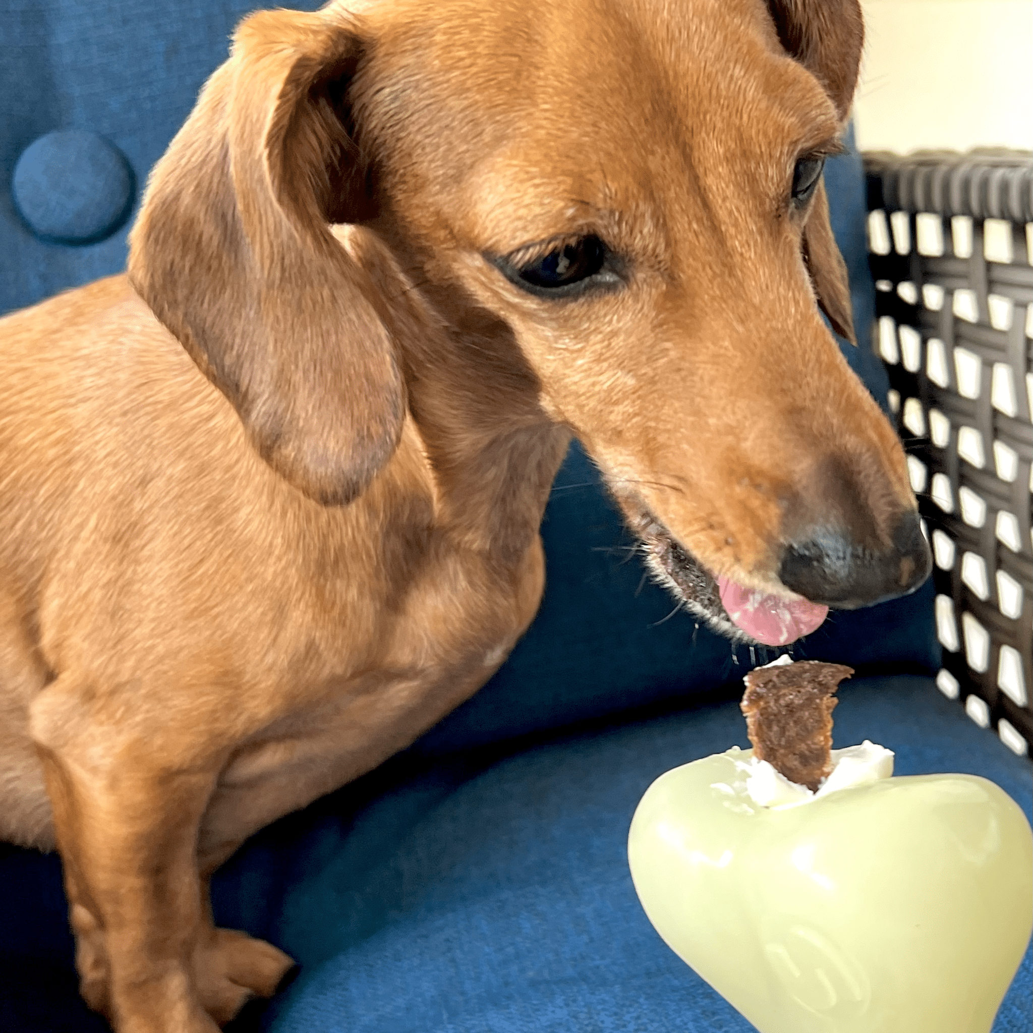 Dog Treat Dispensers